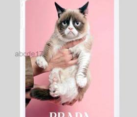 for PRADA Tard the grumpy cat!!! MUST HAVE!!! ipad mini 